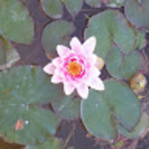 Meet your Posher, Summer